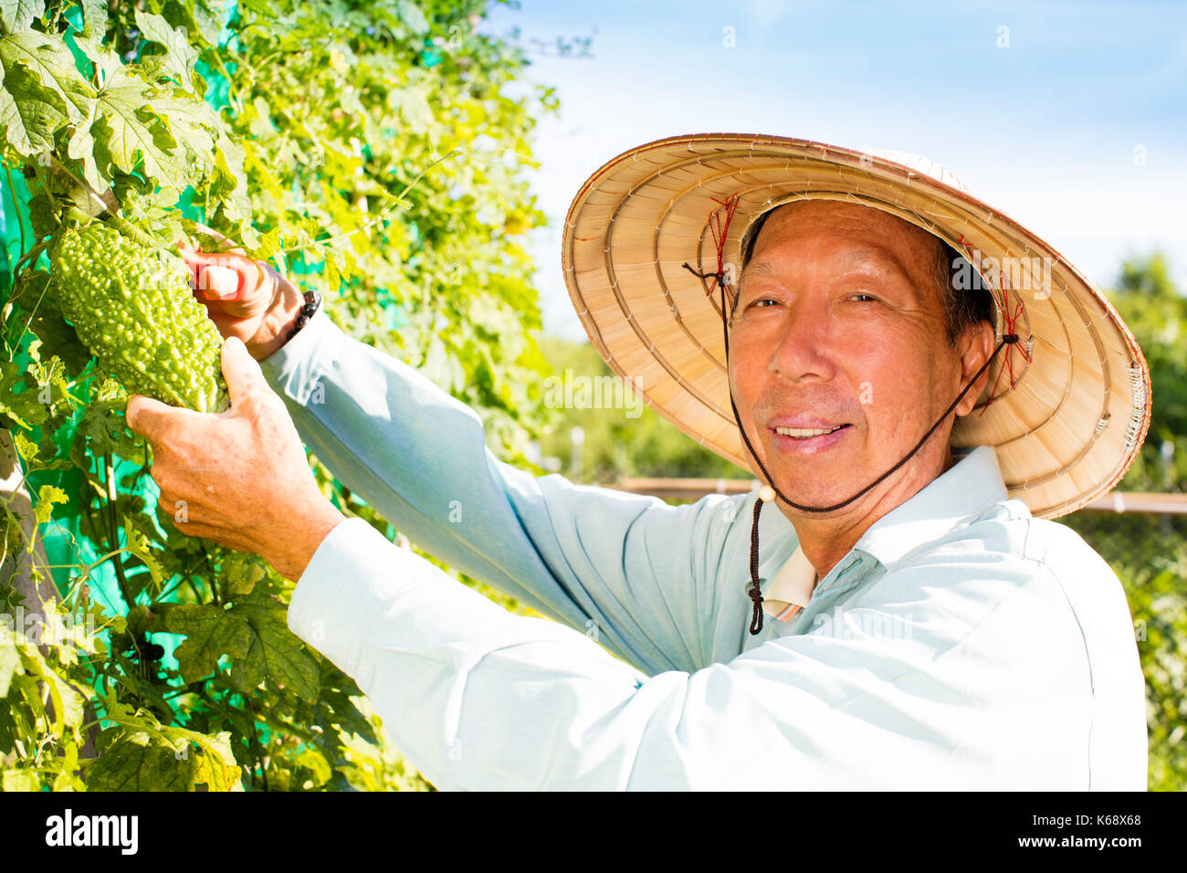 Felice senior agricoltore lavora nella fattoria di vegetali Foto Stock