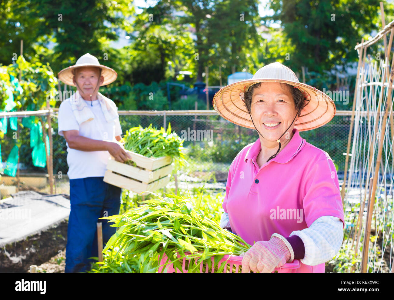 Felice senior agricoltore lavora nella fattoria di vegetali Foto Stock