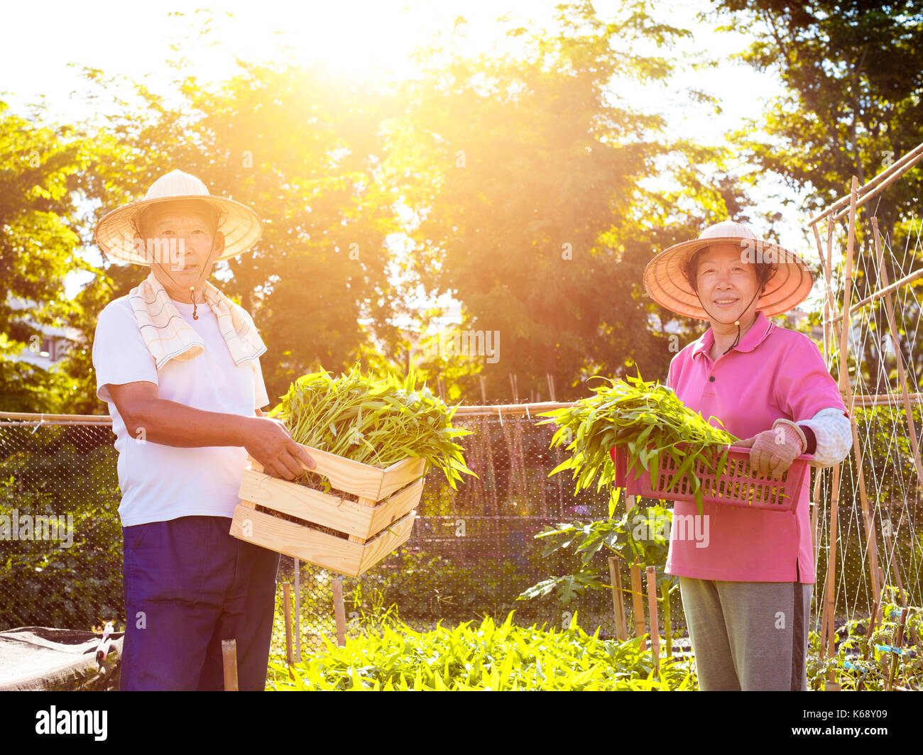 Coppia senior agricoltore lavora nella fattoria di vegetali Foto Stock