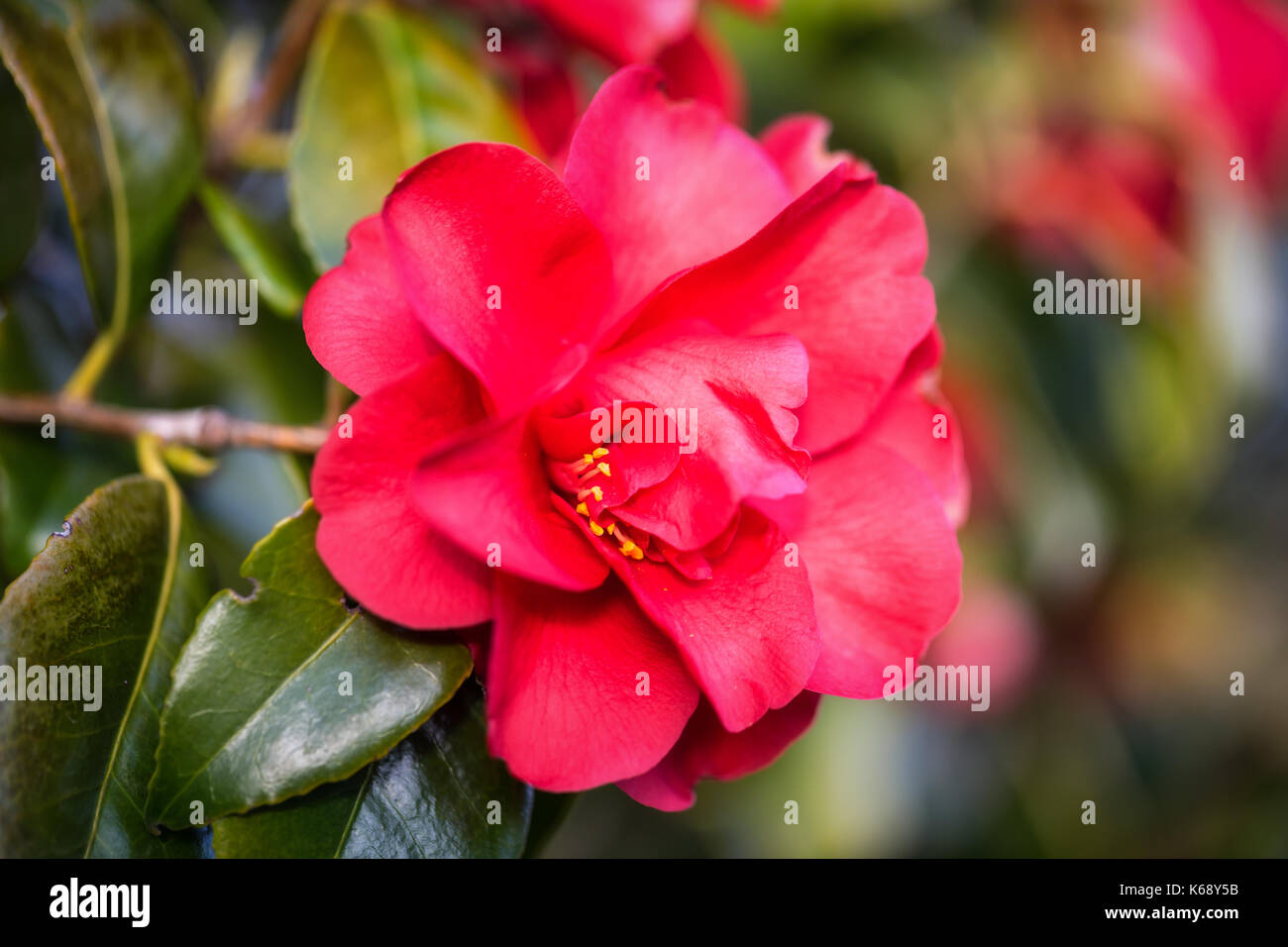 Primo piano di un bellissimo fiore rosso su un albero durante il tempo primaverile. Foto Stock