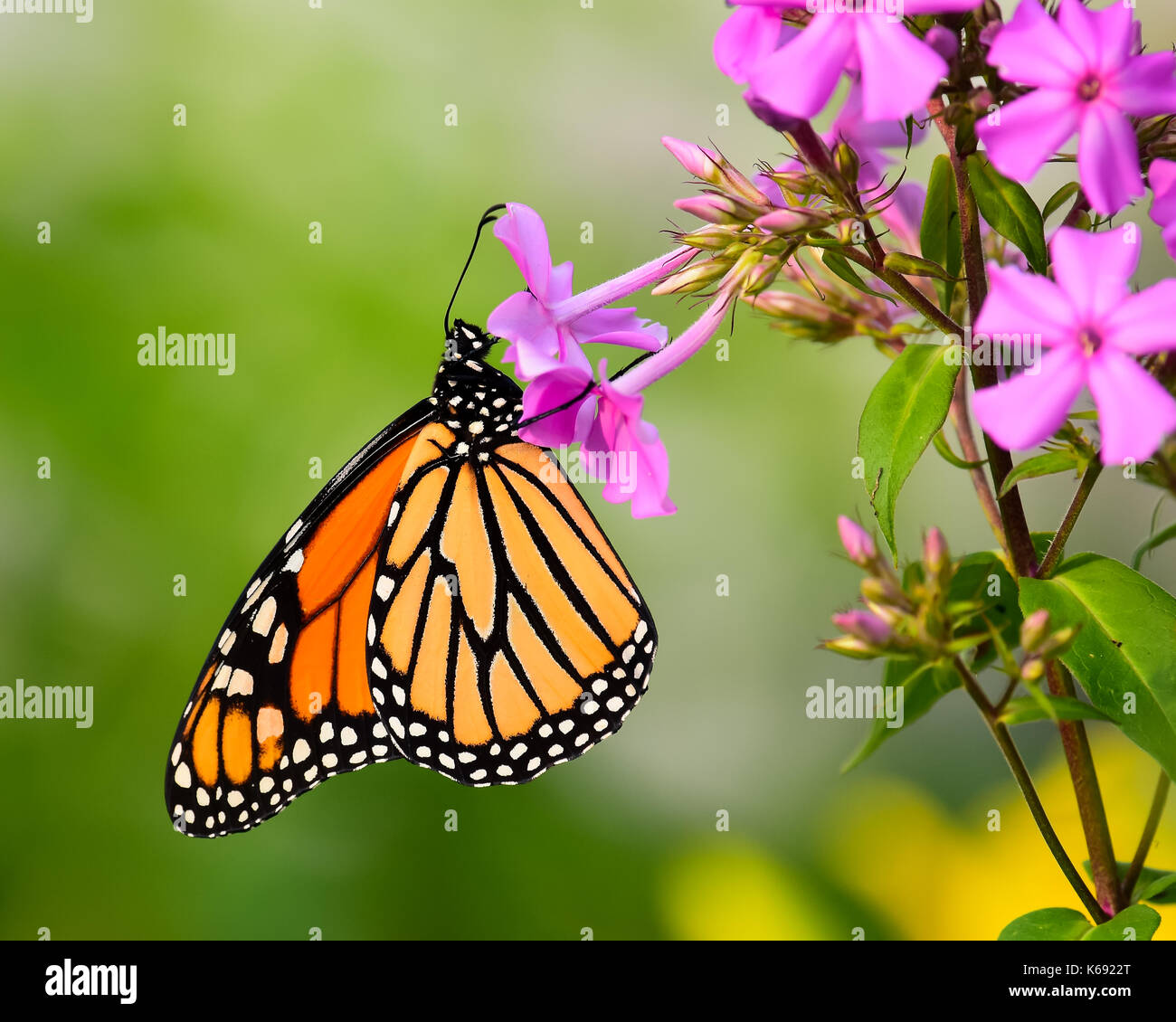 Bella colorata farfalla monarca (Danaus plexippus) alimentazione in rosa phlox in un giardino in speculatore, New York STATI UNITI D'AMERICA Foto Stock