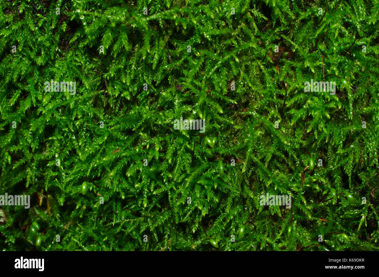 Micro green, copertura muschio su terreno forestale, Canada. Foto Stock