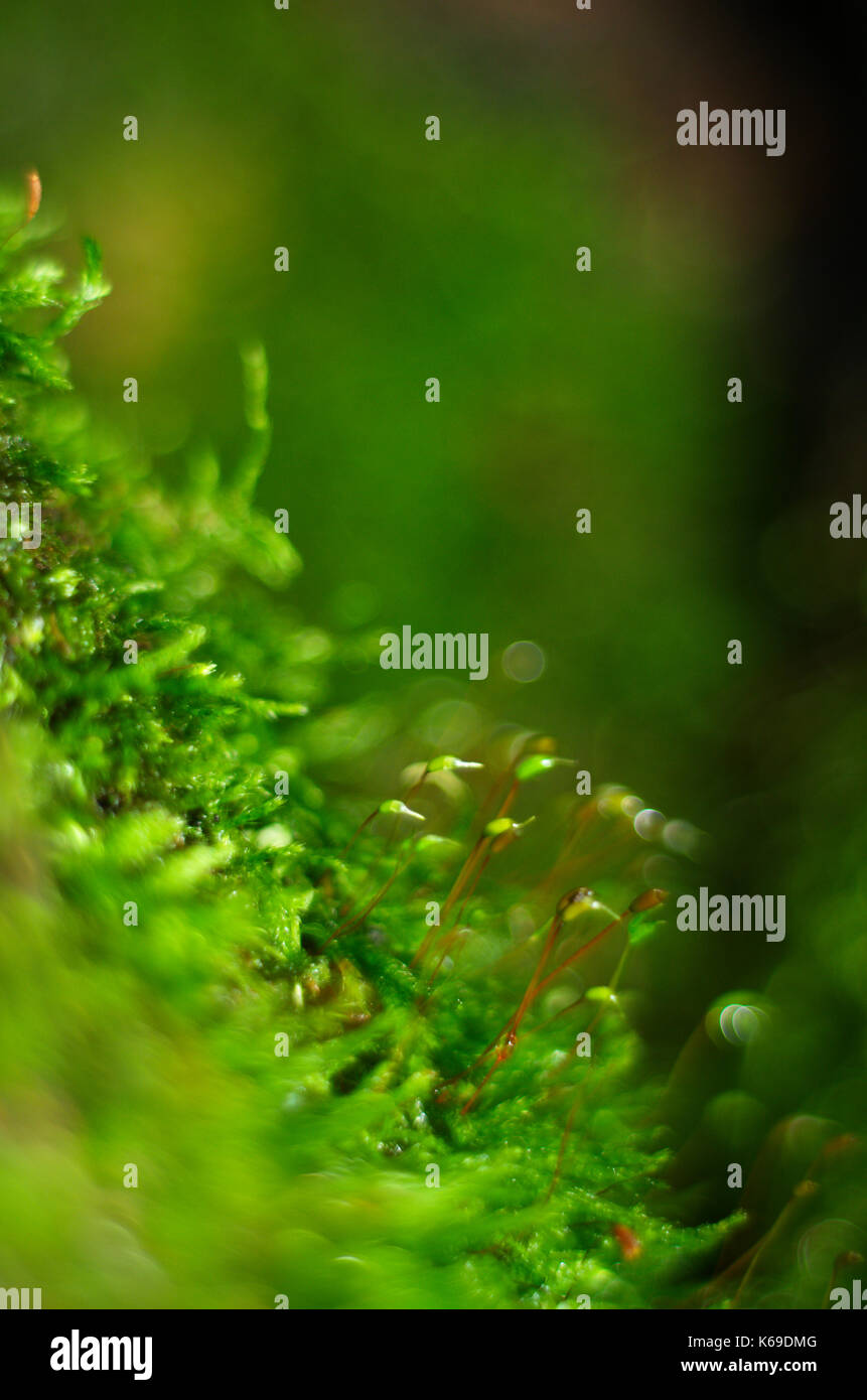 Micro green, copertura muschio su terreno forestale, Canada. Foto Stock