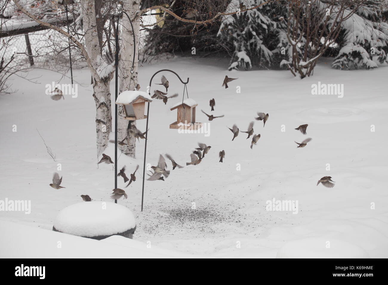 Passeri presso un giardino bird feeder in inverno Foto Stock