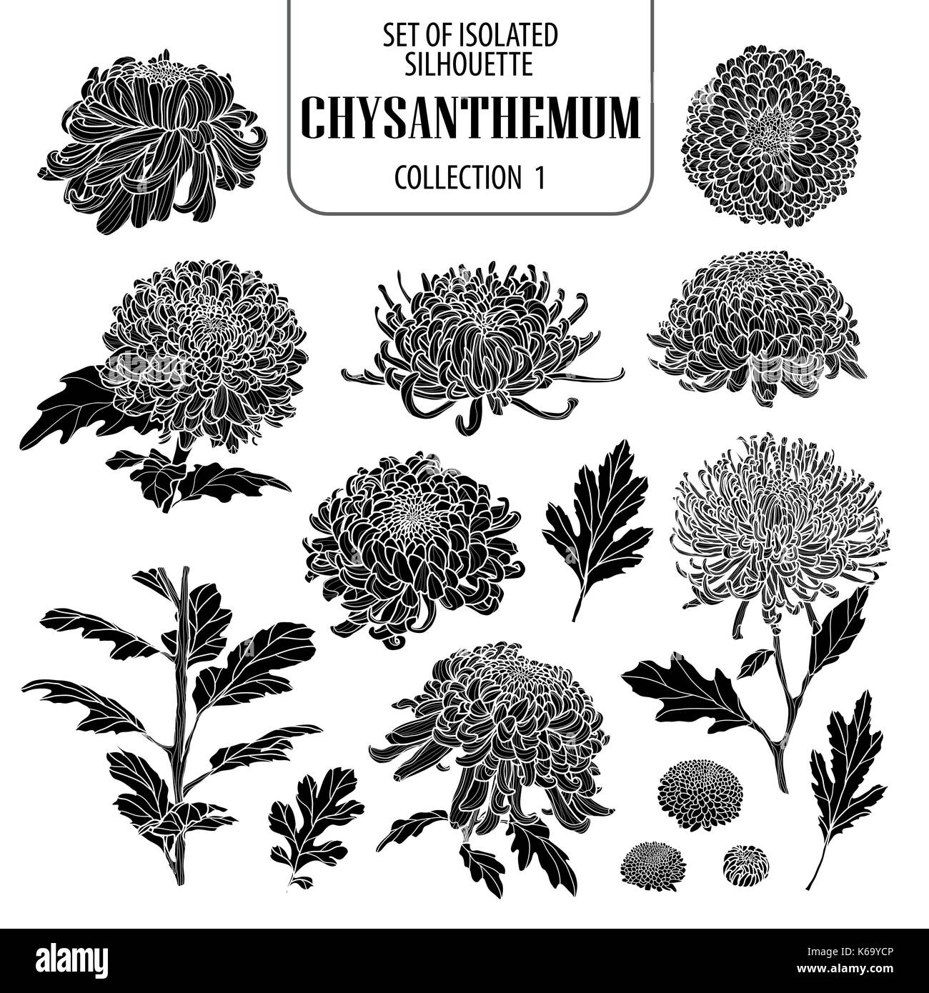 Set di isolato di raccolta del crisantemo 1. carino flower Illustrazione disegnata a mano stile. presentati in silhouette su sfondo bianco. Illustrazione Vettoriale