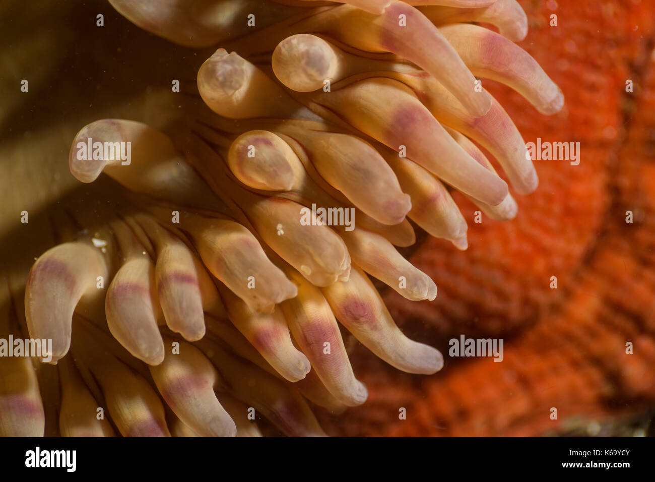 Immagine macro di un anemone di nuoto nel nordovest del Pacifico oceano. La foto è stata scattata in whytecliff Park, West Vancouver, British Columbia, Canada. Foto Stock