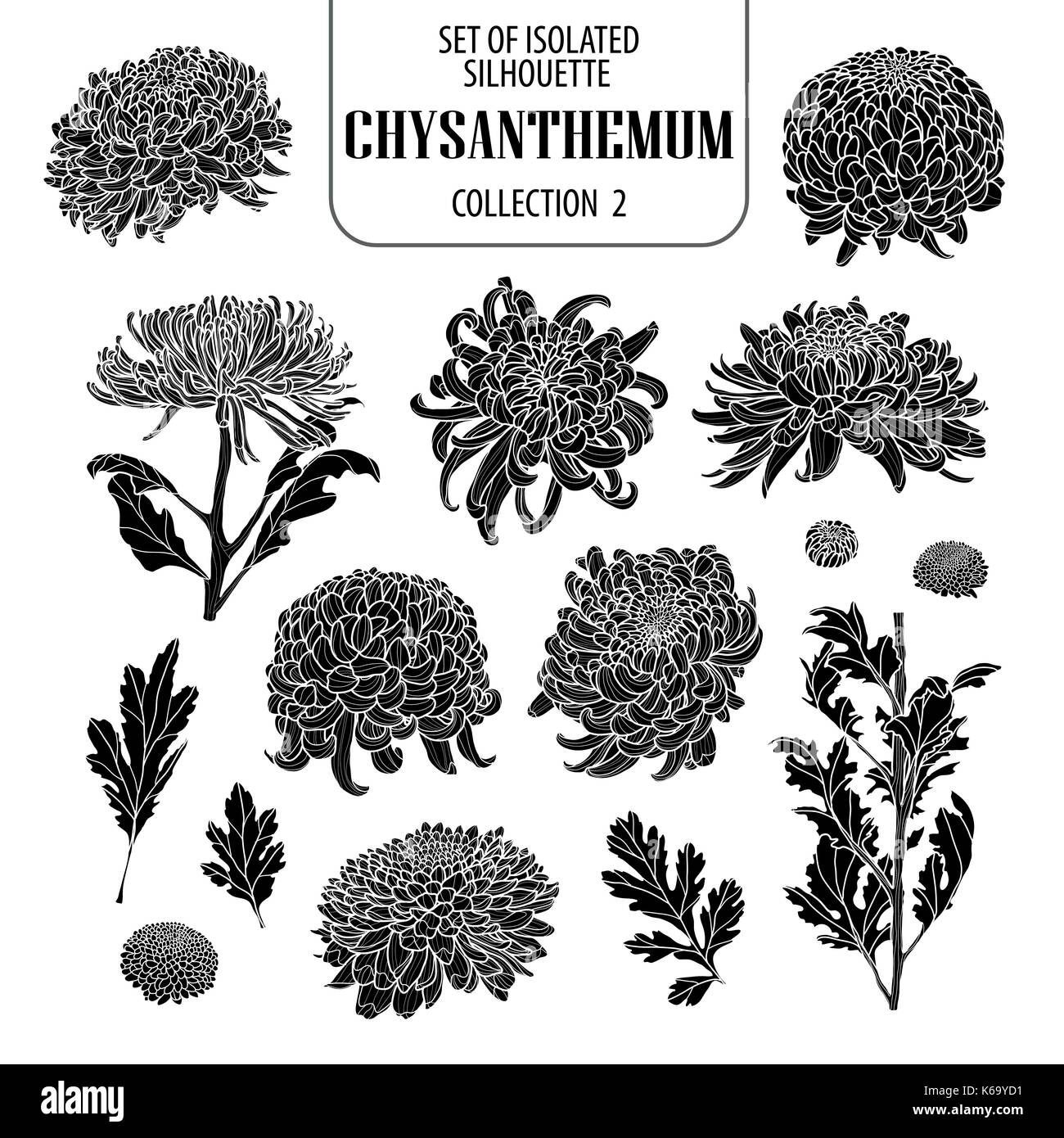 Set di isolato di raccolta del crisantemo 2. carino flower Illustrazione disegnata a mano stile. presentati in silhouette su sfondo bianco. Illustrazione Vettoriale
