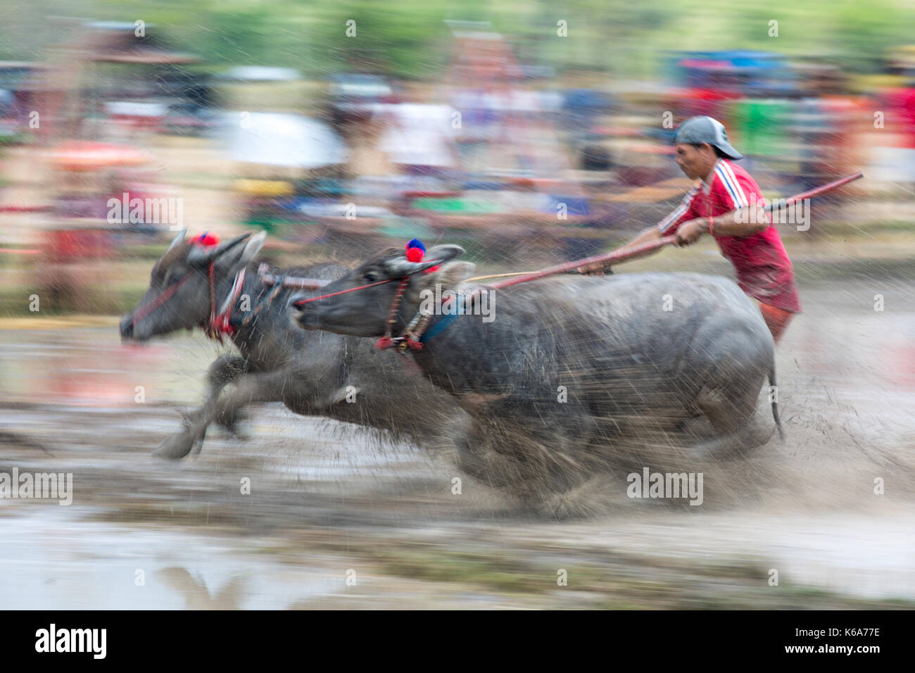 Barapan kebo - bull tradizionale gara di sumbawa Foto Stock