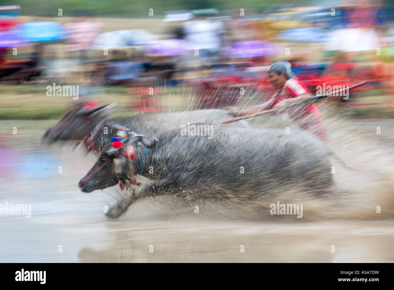 Barapan kebo - bull tradizionale gara di sumbawa Foto Stock