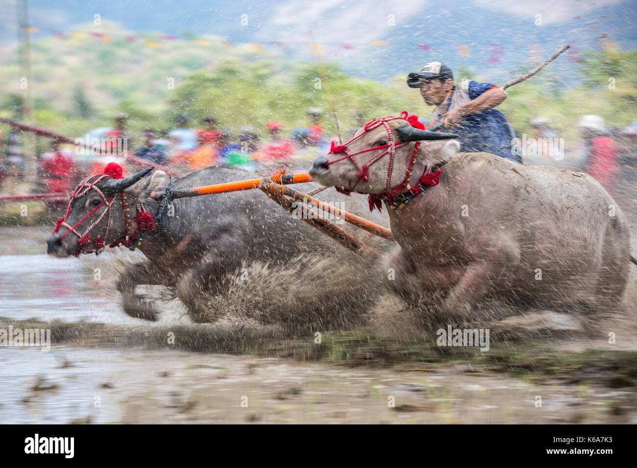 Barapan kebo - bull tradizionale gara di sumbawa Foto Stock
