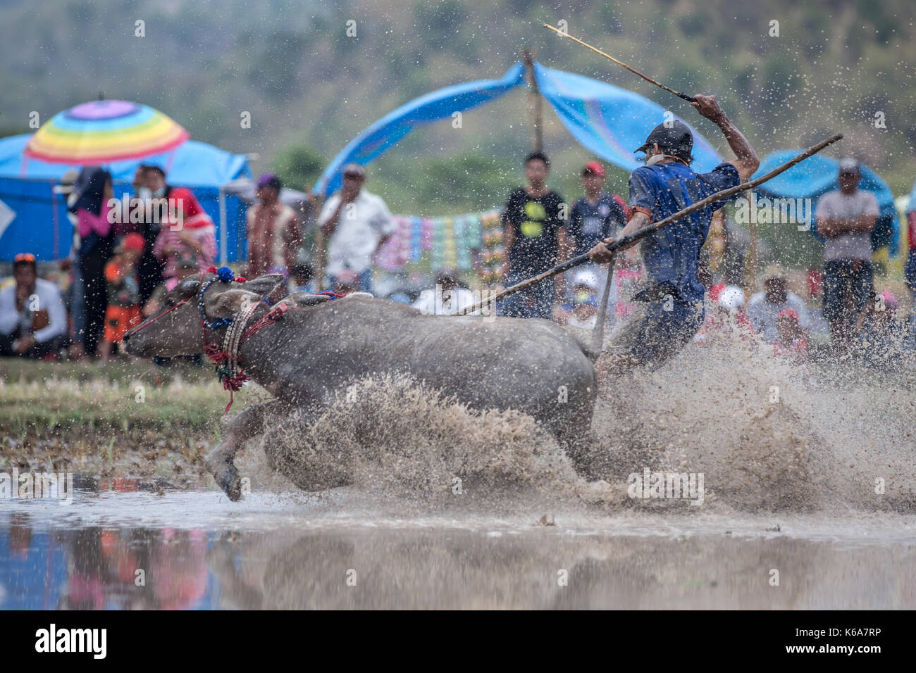 Barapan kebo - bull tradizionale gara di sumbawa Foto Stock
