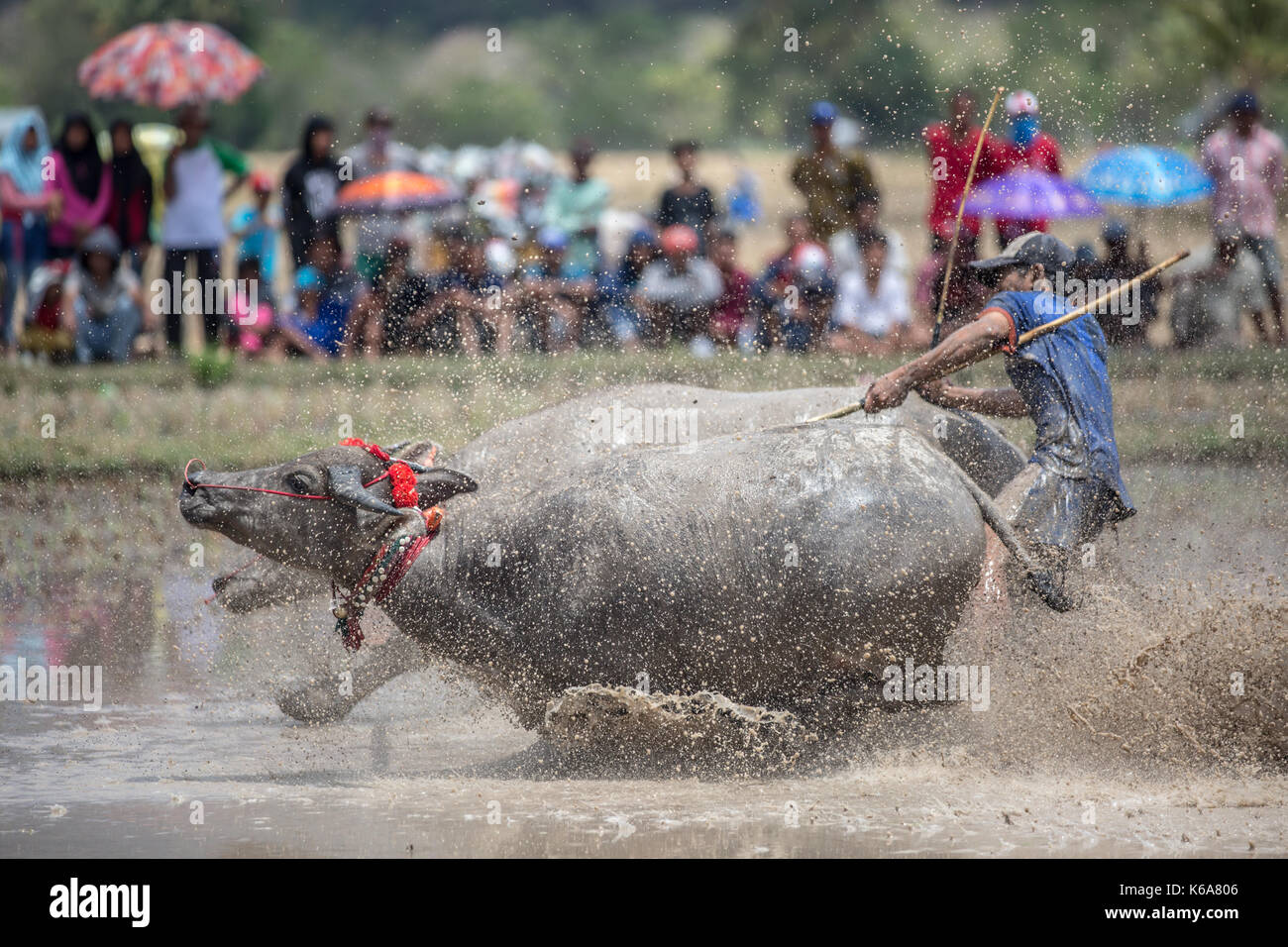 Barapan kebo - bull tradizionale gara di sumbawa Foto Stock