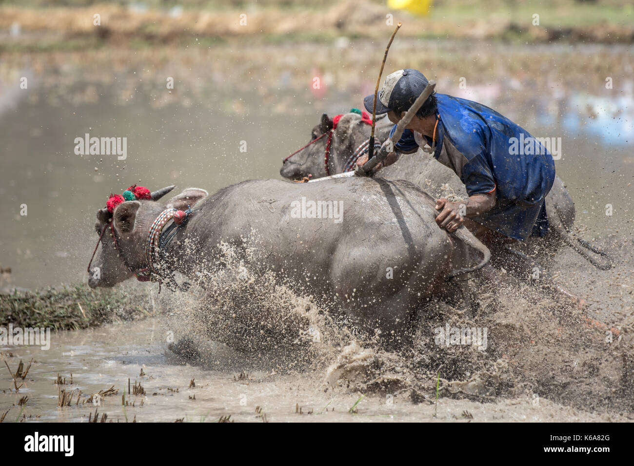 Barapan kebo - bull tradizionale gara di sumbawa Foto Stock