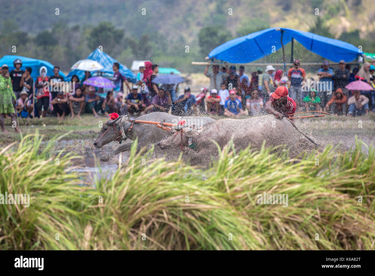 Barapan kebo - bull tradizionale gara di sumbawa Foto Stock