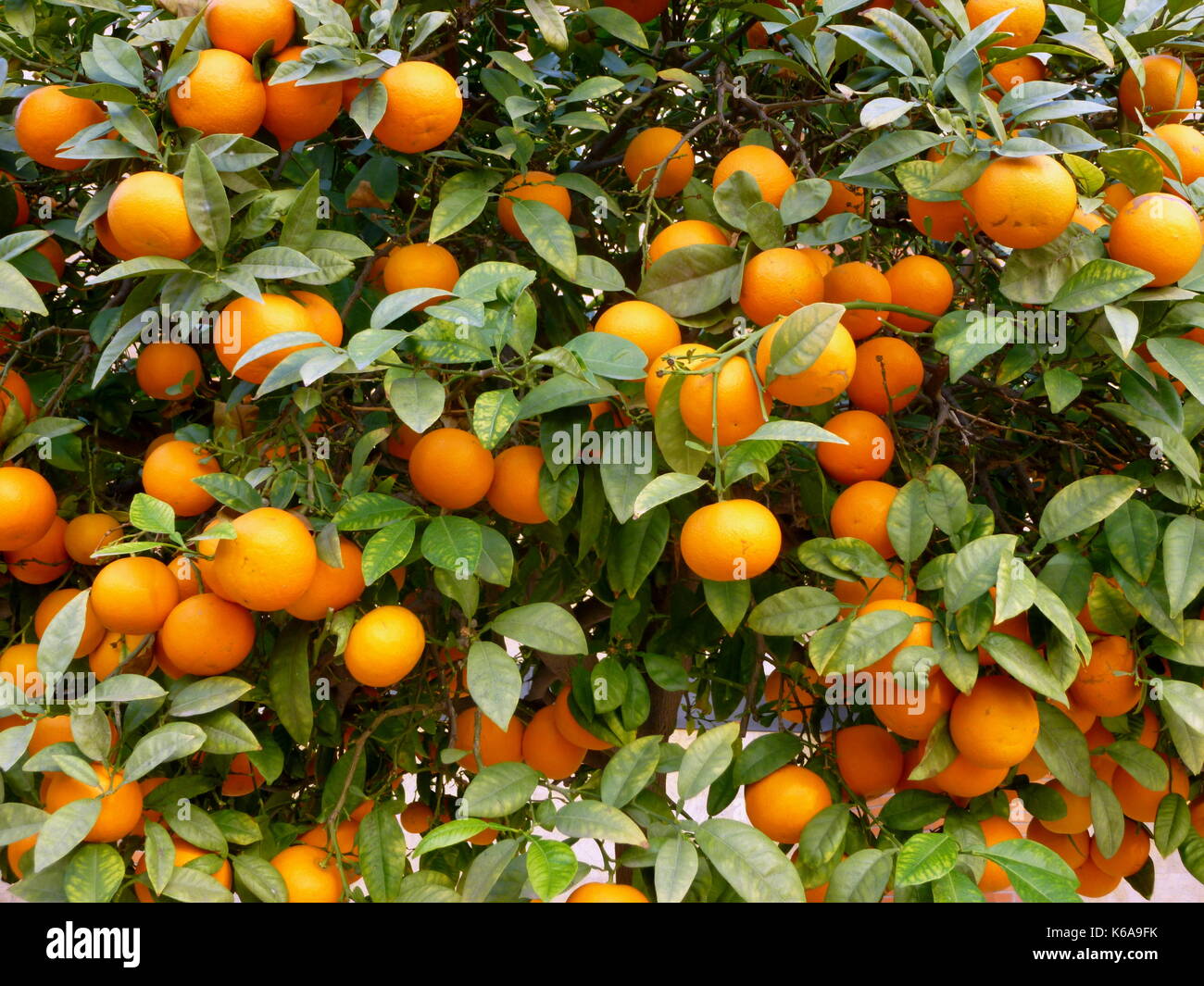 Close up di arancio, Almeria, Spagna Foto Stock