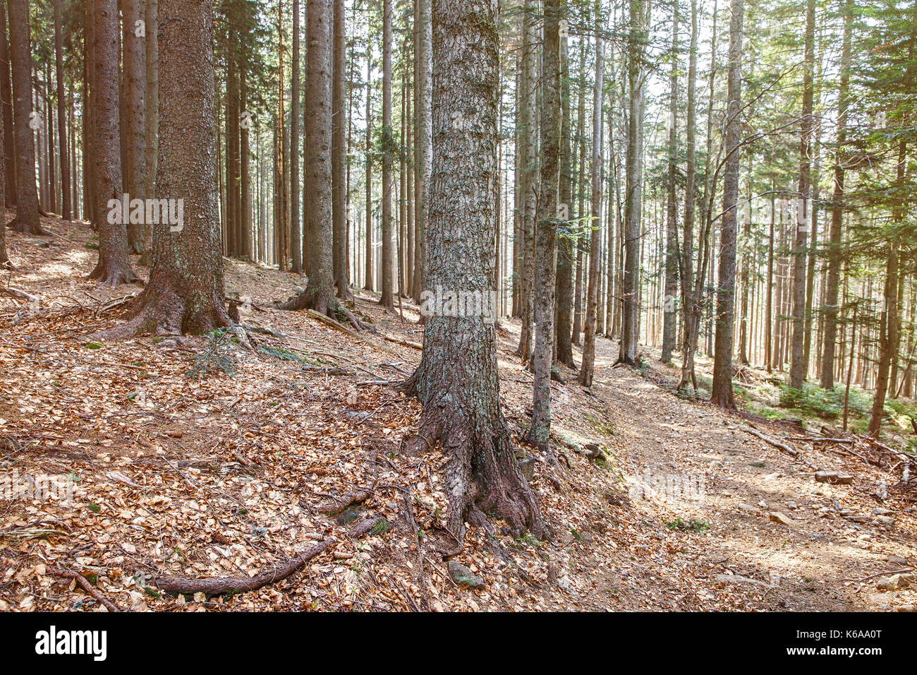 I fitti boschi della foresta di conifere in luce brillante. la silvicoltura, legno e industria del legname, ecologia, ambiente naturale e il concetto di biomassa con copia Foto Stock