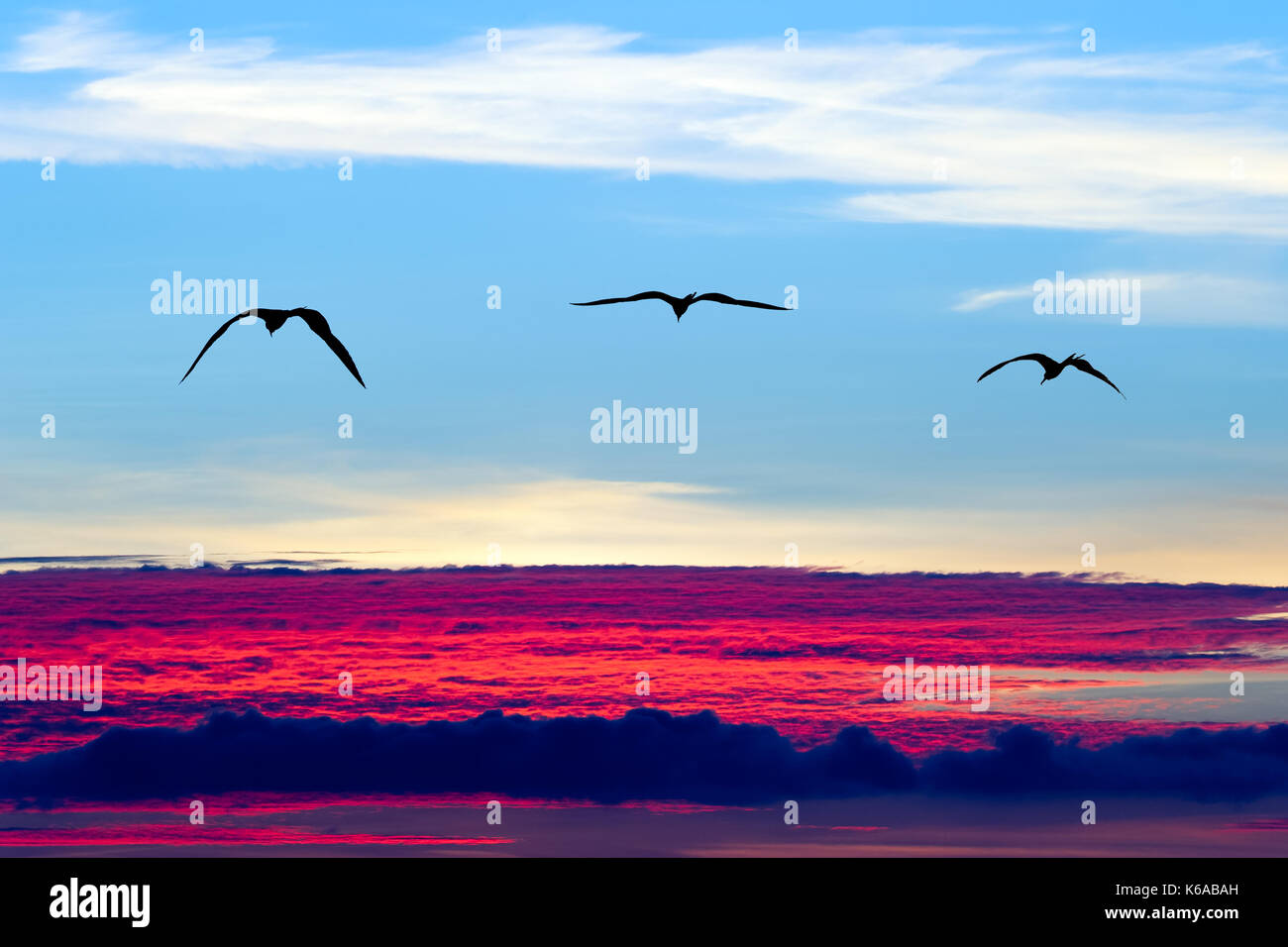Silhouette di uccelli volare è una silhouette di un uccello con ali stese in un volo tranquillo di libertà. Foto Stock