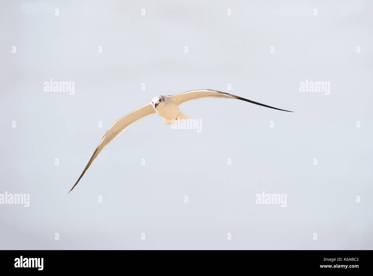 Seagull volare è una buona ricerca Pacific Coast seagull battenti nel blu a metà giornata cielo. Foto Stock