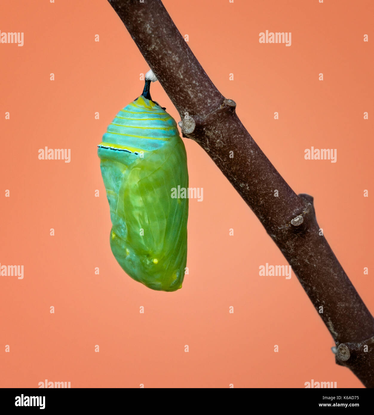 Un monarca fresca crisalide o pupa attaccato ad un ramo milkweed Foto Stock