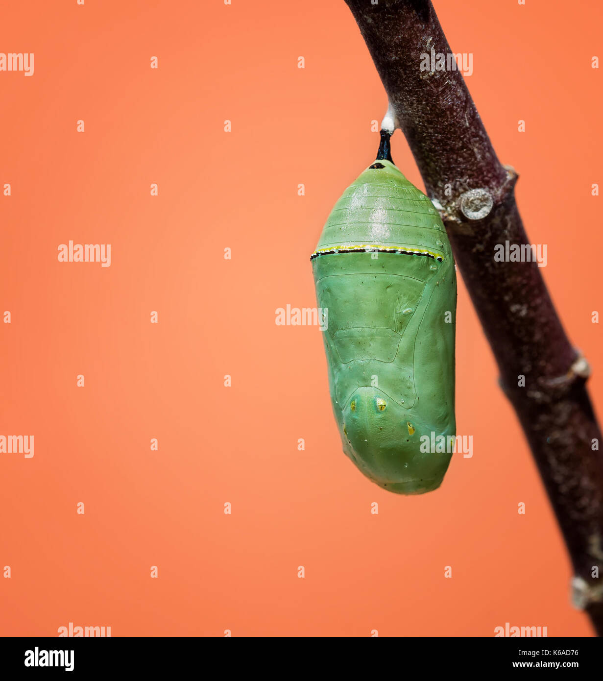 Farfalla monarca crisalide o pupa attaccato ad un ramo milkweed. closeup con copia spazio. Foto Stock