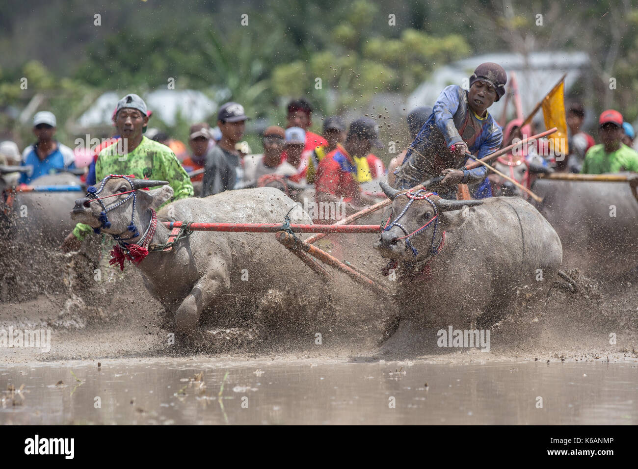 Jereweh, sumbawa barat, Indonesia - 10 settembre 2017: locale buffalo race competition tenutasi il sumbawa in jereweh, Indonesia il 10 settembre 2017. Foto Stock