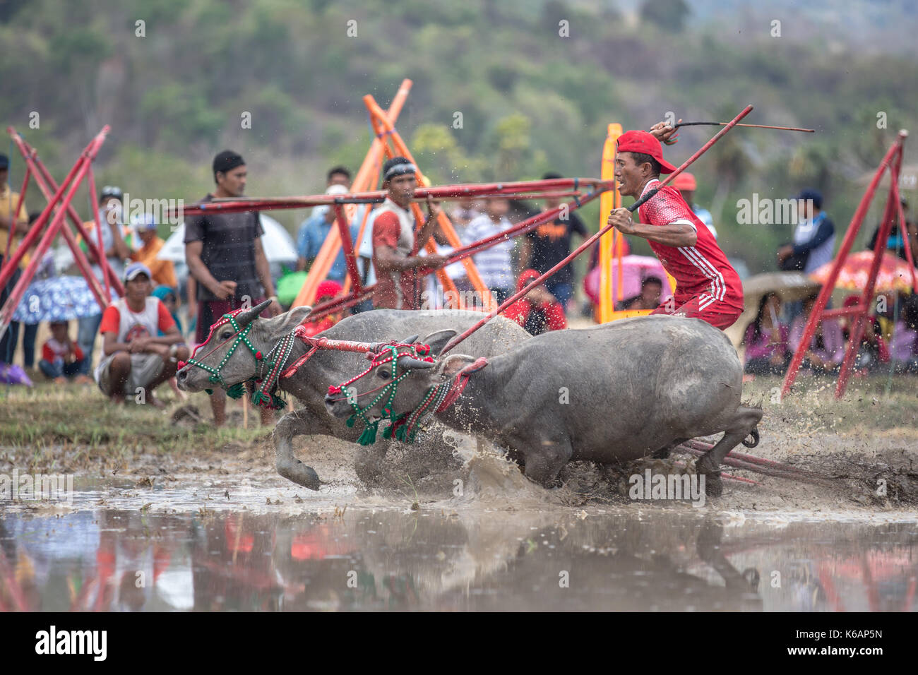 Jereweh, sumbawa barat, Indonesia - 10 settembre 2017: locale buffalo race competition tenutasi il sumbawa in jereweh, Indonesia il 10 settembre 2017. Foto Stock
