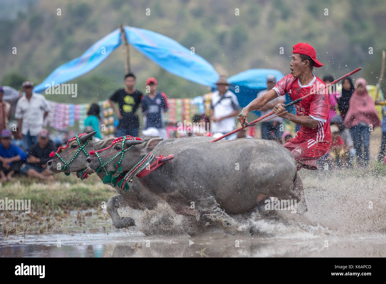 Jereweh, sumbawa barat, Indonesia - 10 settembre 2017: locale buffalo race competition tenutasi il sumbawa in jereweh, Indonesia il 10 settembre 2017. Foto Stock