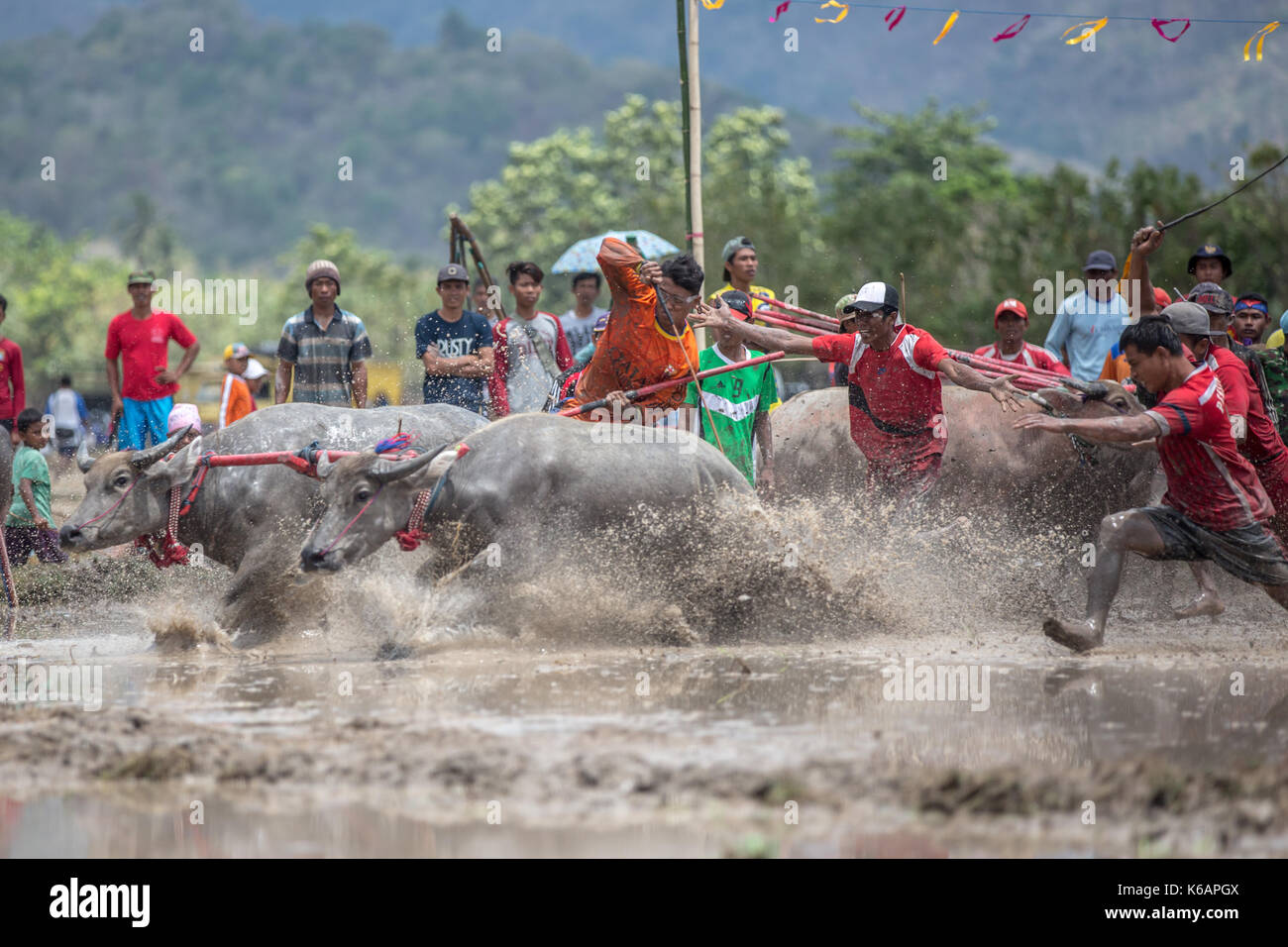 Jereweh, sumbawa barat, Indonesia - 10 settembre 2017: locale buffalo race competition tenutasi il sumbawa in jereweh, Indonesia il 10 settembre 2017. Foto Stock