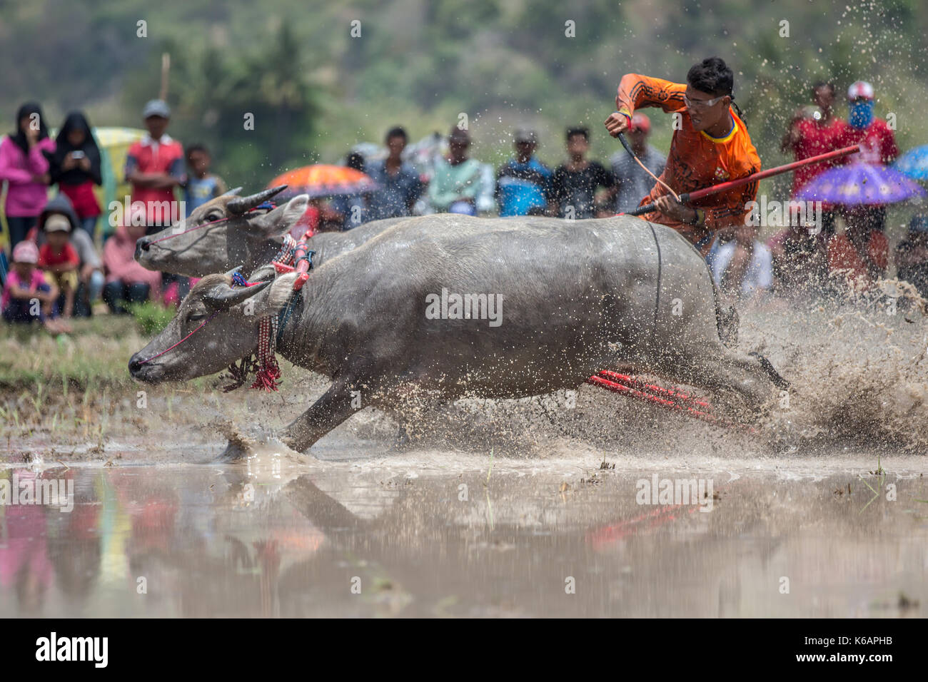 Jereweh, sumbawa barat, Indonesia - 10 settembre 2017: locale buffalo race competition tenutasi il sumbawa in jereweh, Indonesia il 10 settembre 2017. Foto Stock