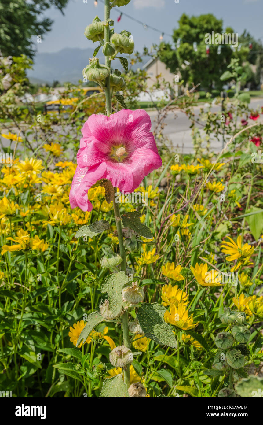 Due perfetti pink hollyhocks (Althaea) contrasta splendidamente con i fiori gialli dietro di loro. Foto Stock