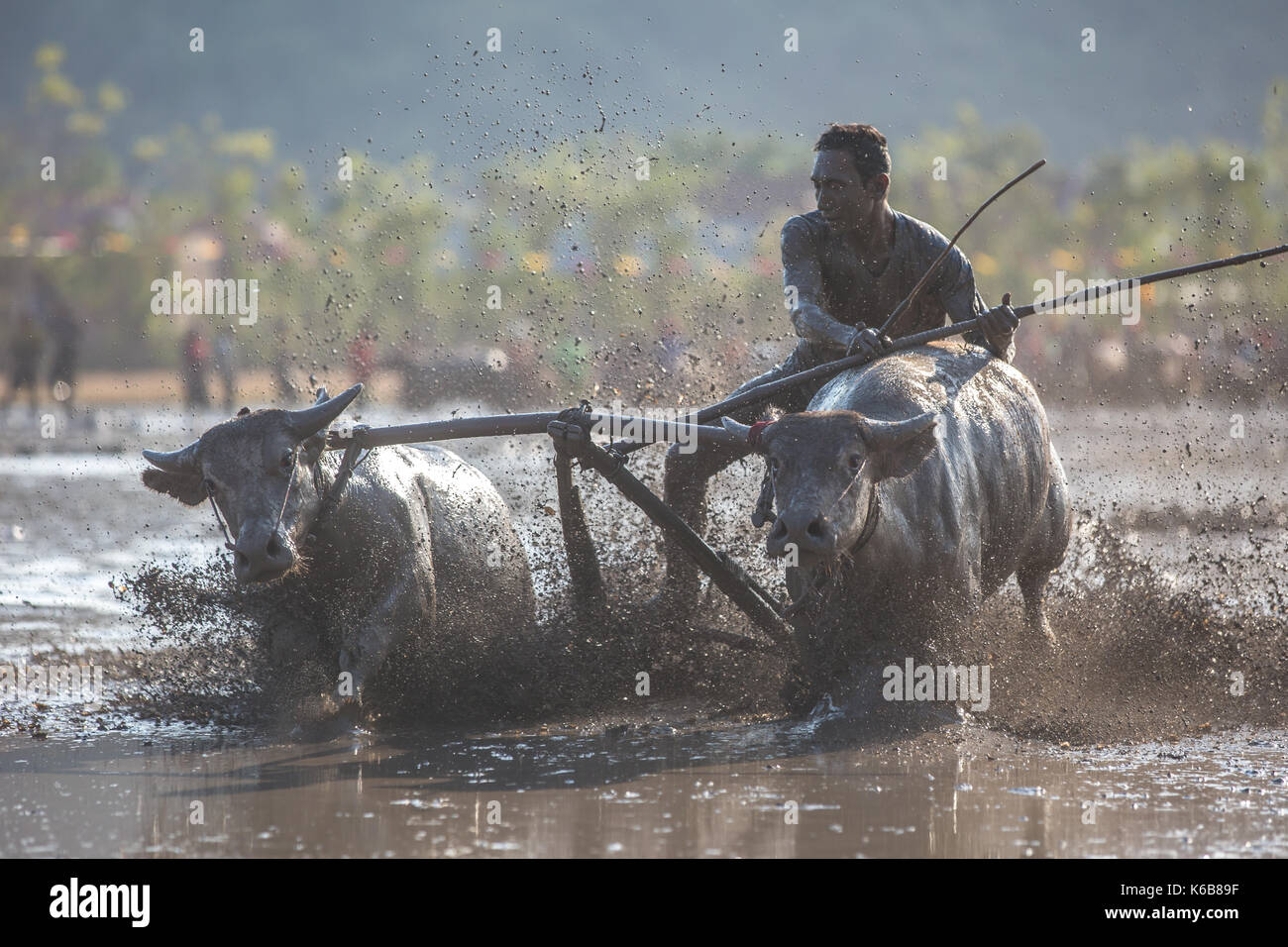 Jereweh, sumbawa barat, Indonesia - 10 settembre 2017: locale buffalo race competition tenutasi il sumbawa in jereweh, Indonesia il 10 settembre 2017. Foto Stock