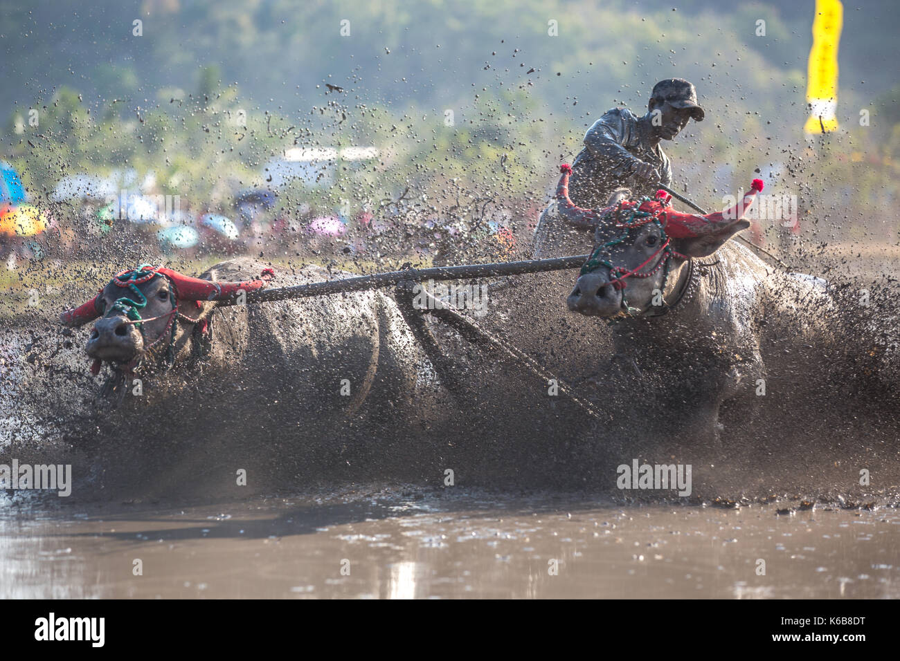Jereweh, sumbawa barat, Indonesia - 10 settembre 2017: locale buffalo race competition tenutasi il sumbawa in jereweh, Indonesia il 10 settembre 2017. Foto Stock