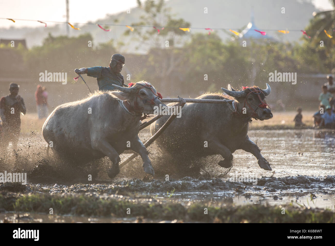 Jereweh, sumbawa barat, Indonesia - 10 settembre 2017: locale buffalo race competition tenutasi il sumbawa in jereweh, Indonesia il 10 settembre 2017. Foto Stock