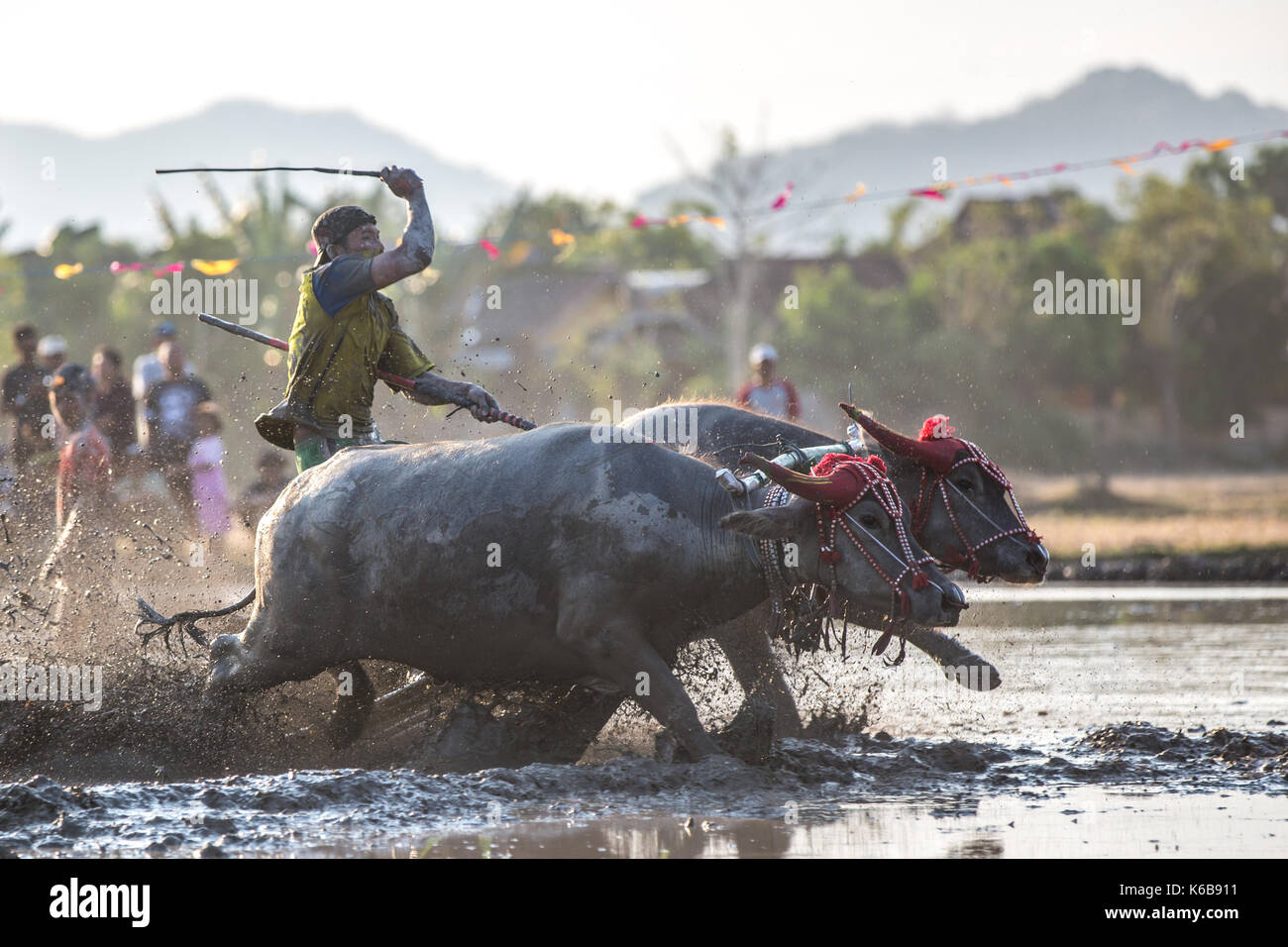 Jereweh, sumbawa barat, Indonesia - 10 settembre 2017: locale buffalo race competition tenutasi il sumbawa in jereweh, Indonesia il 10 settembre 2017. Foto Stock