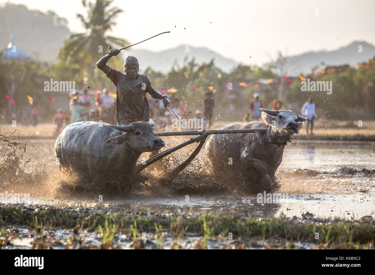 Jereweh, sumbawa barat, Indonesia - 10 settembre 2017: locale buffalo race competition tenutasi il sumbawa in jereweh, Indonesia il 10 settembre 2017. Foto Stock