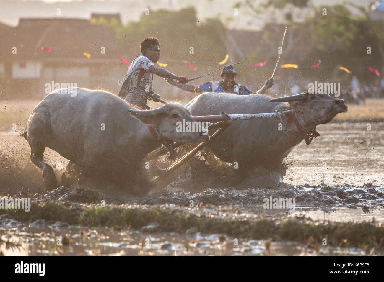 Jereweh, sumbawa barat, Indonesia - 10 settembre 2017: locale buffalo race competition tenutasi il sumbawa in jereweh, Indonesia il 10 settembre 2017. Foto Stock