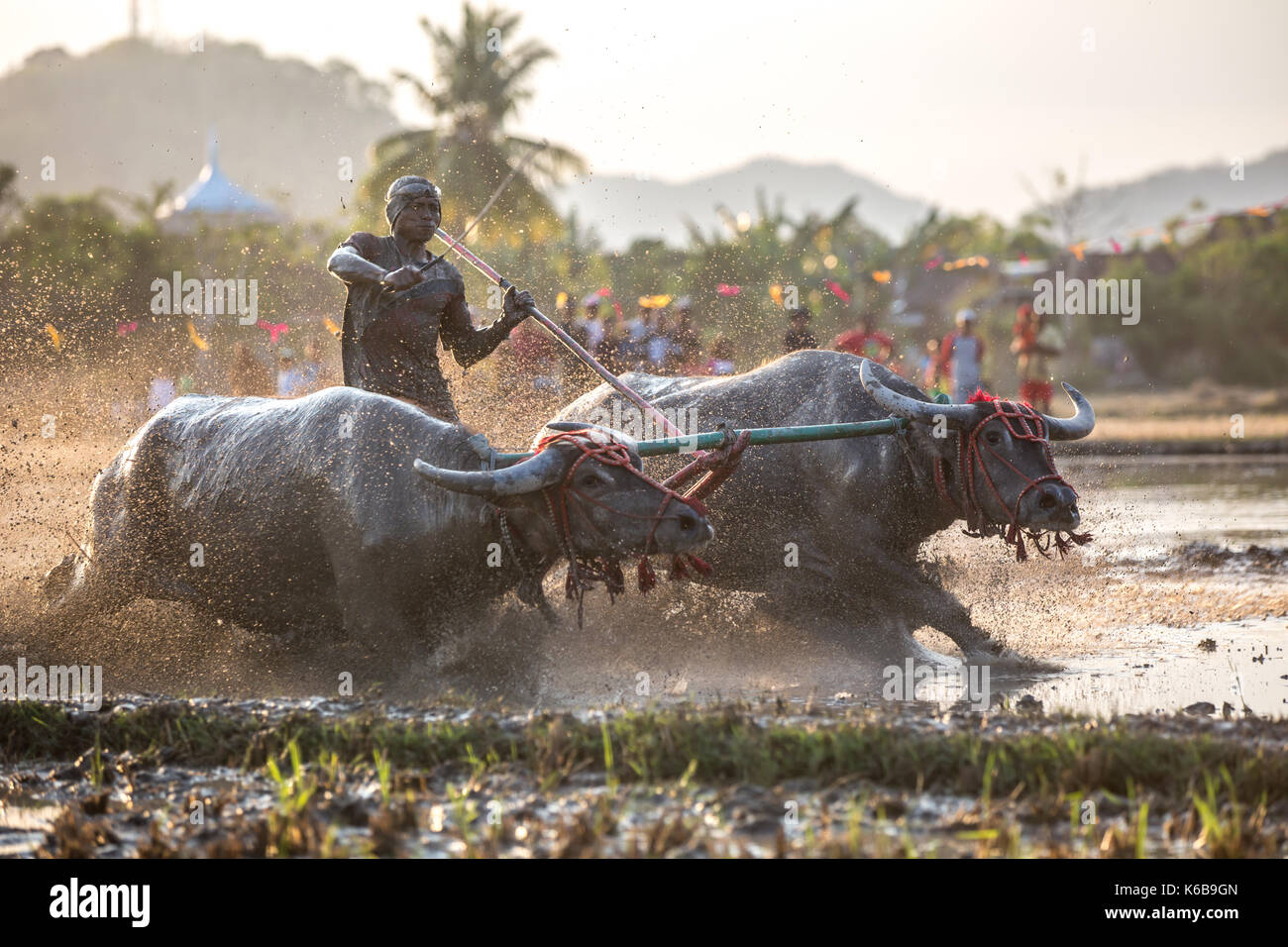 Jereweh, sumbawa barat, Indonesia - 10 settembre 2017: locale buffalo race competition tenutasi il sumbawa in jereweh, Indonesia il 10 settembre 2017. Foto Stock