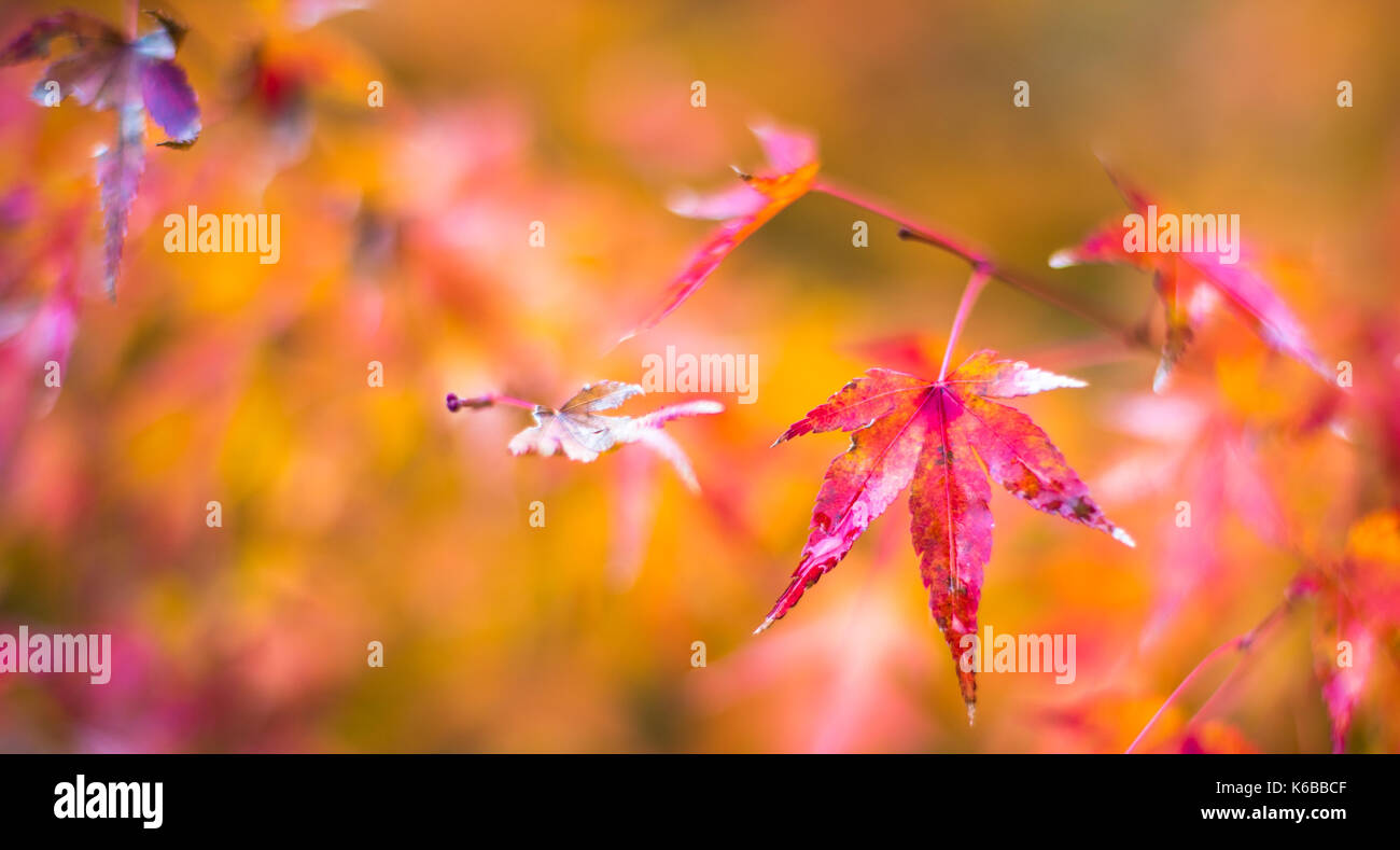 Foglie di autunno, molto superficiale la messa a fuoco Foto Stock