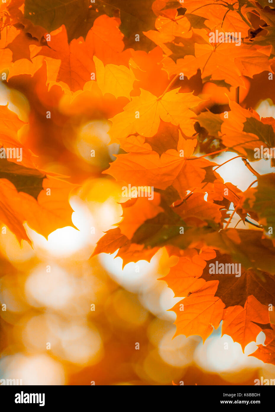 Foglie di autunno, molto superficiale la messa a fuoco Foto Stock