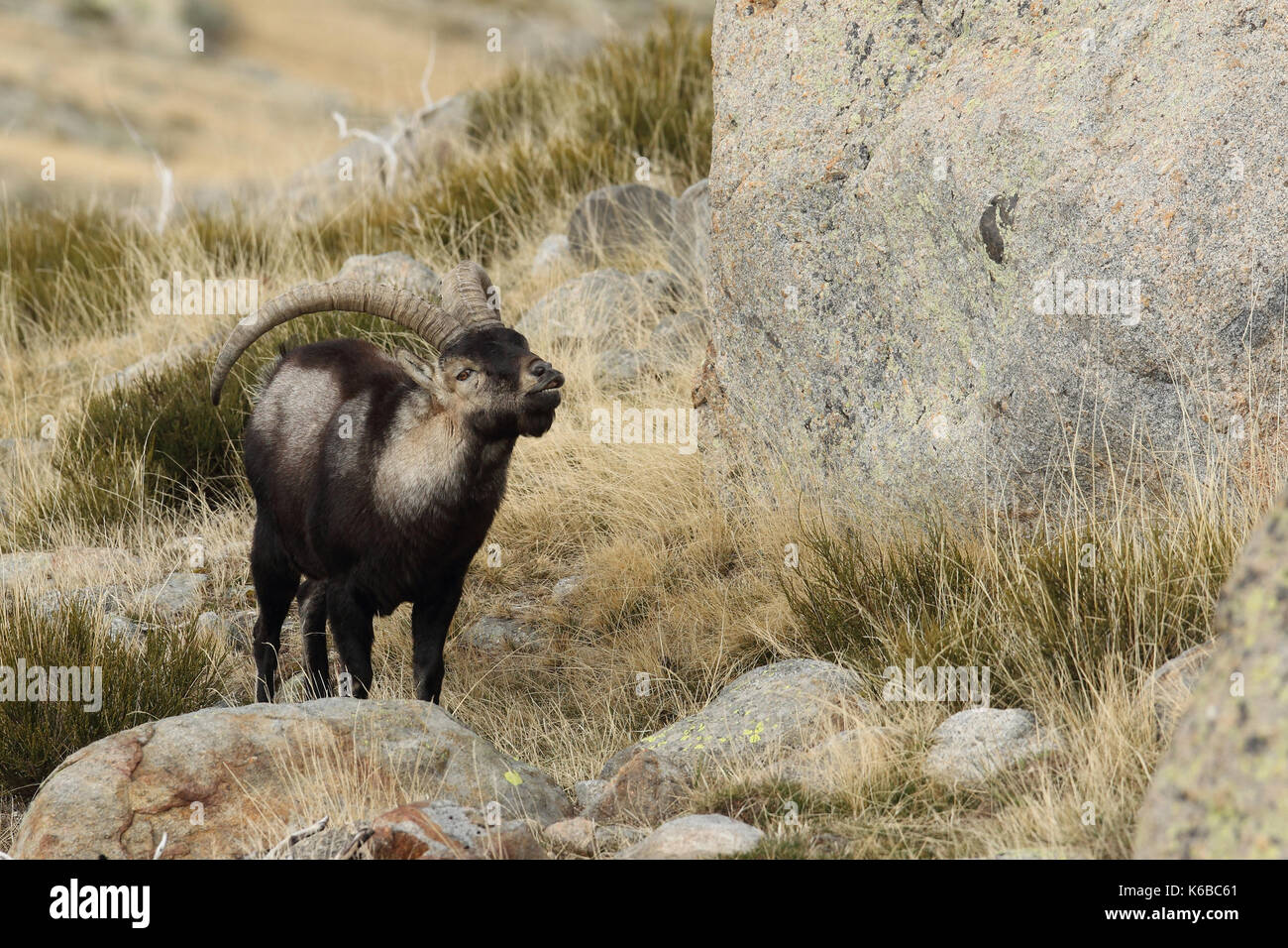 Ibex spagnolo - Stagione di accoppiamento Foto Stock