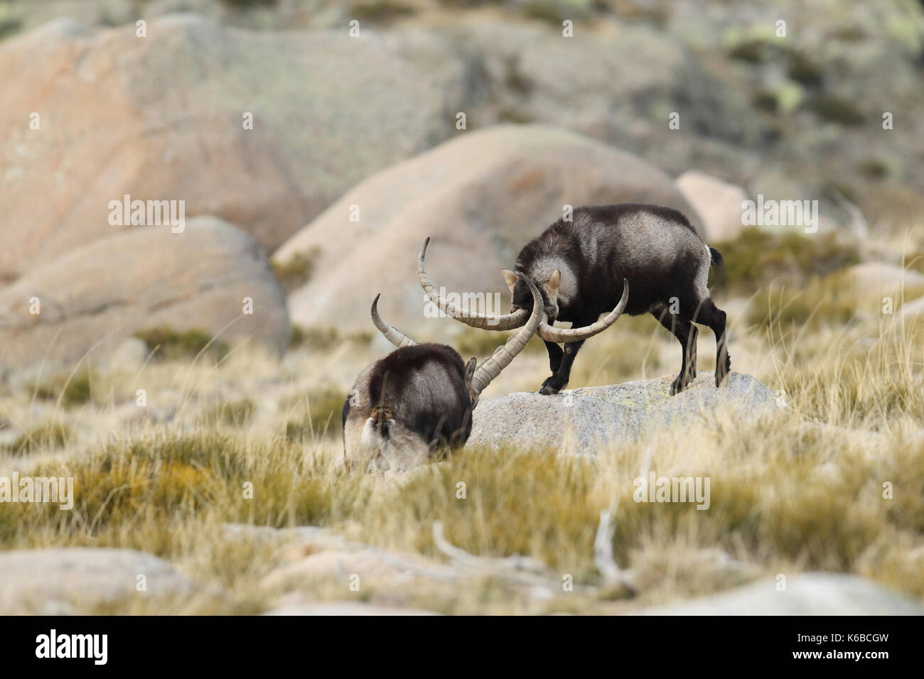 Ibex spagnolo - Stagione di accoppiamento Foto Stock