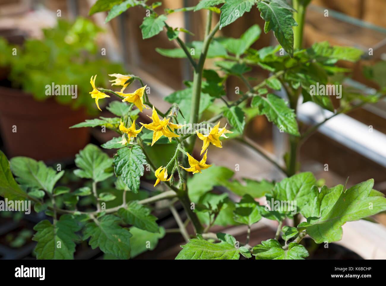 Primo piano di fiori gialli su pianta di pomodoro che crescono in una serra in primavera Inghilterra Regno Unito GB Gran Bretagna Foto Stock
