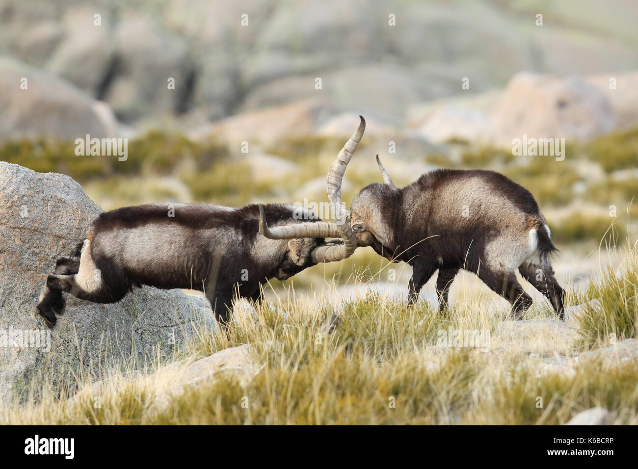 Ibex spagnolo - Stagione di accoppiamento Foto Stock