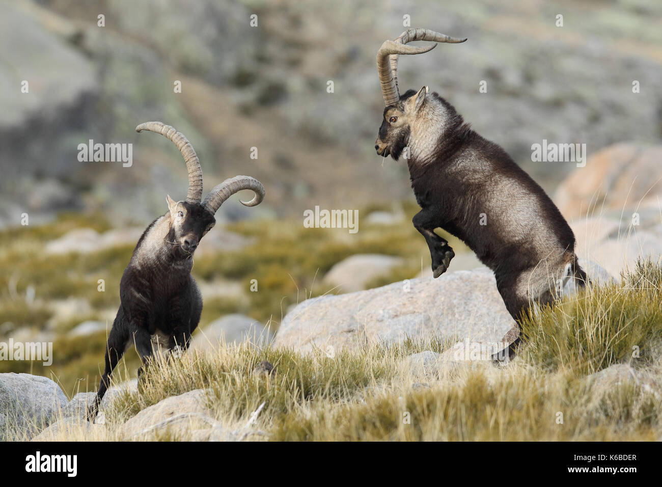 Ibex spagnolo - Stagione di accoppiamento Foto Stock