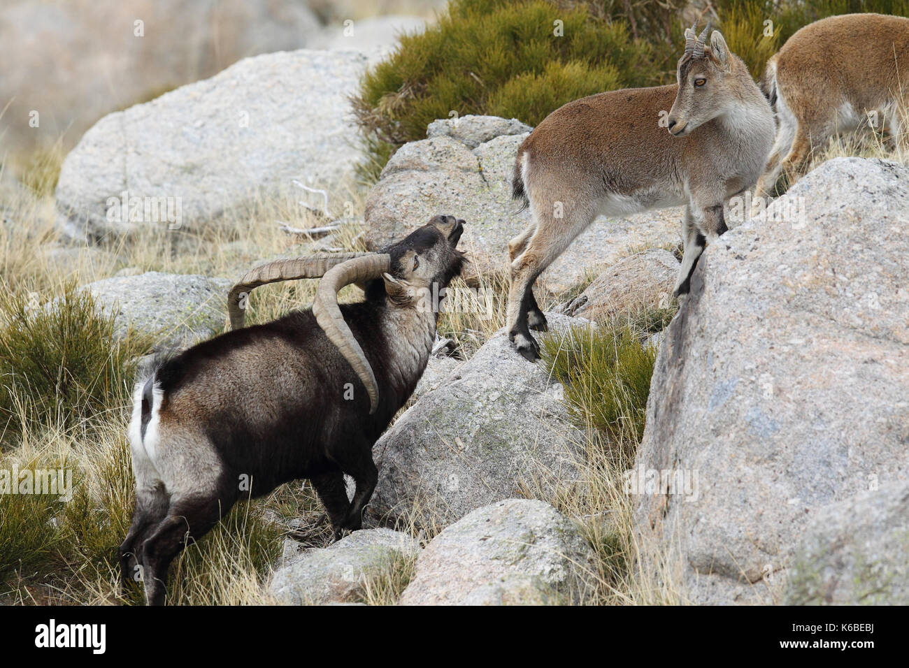 Ibex spagnolo - Stagione di accoppiamento Foto Stock