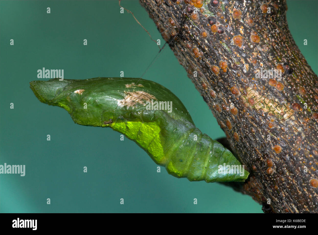 Lime a farfalla a coda di rondine pupe, papilio demoleus, appeso dal gambo, limone, piccoli agrumi, zigrinati e squallido Foto Stock