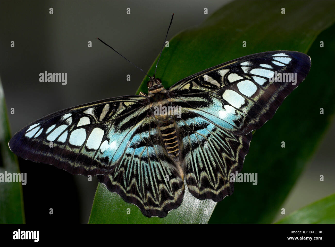 Clipper butterfly, parthenos sylvia violacaea, forma blu, Bali, Indonesia Foto Stock