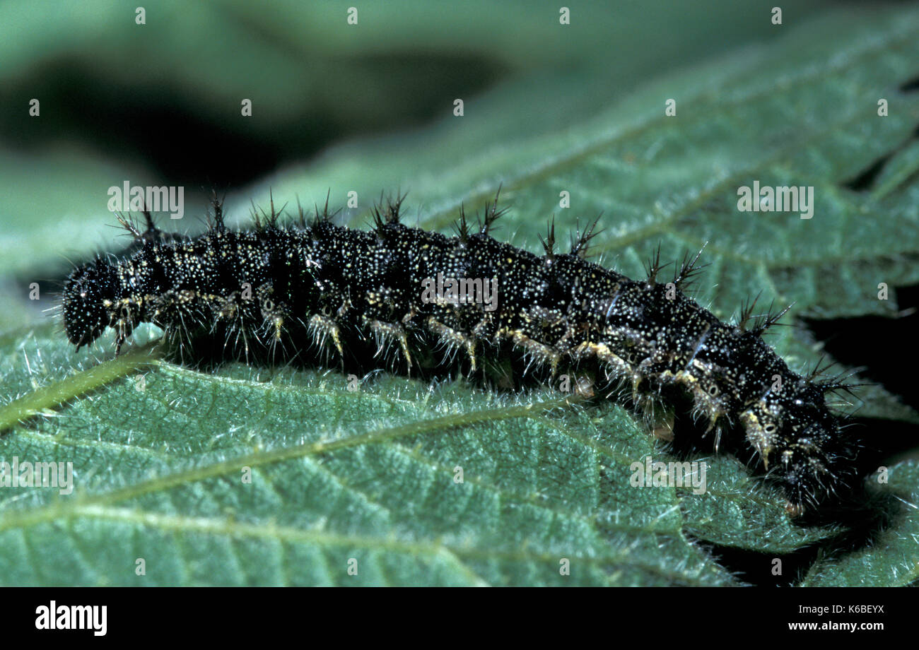 Farfalla pavone, Inachis io, Caterpillar, UK, larve,su ortica, foodplant, singolo, nero hairy Foto Stock