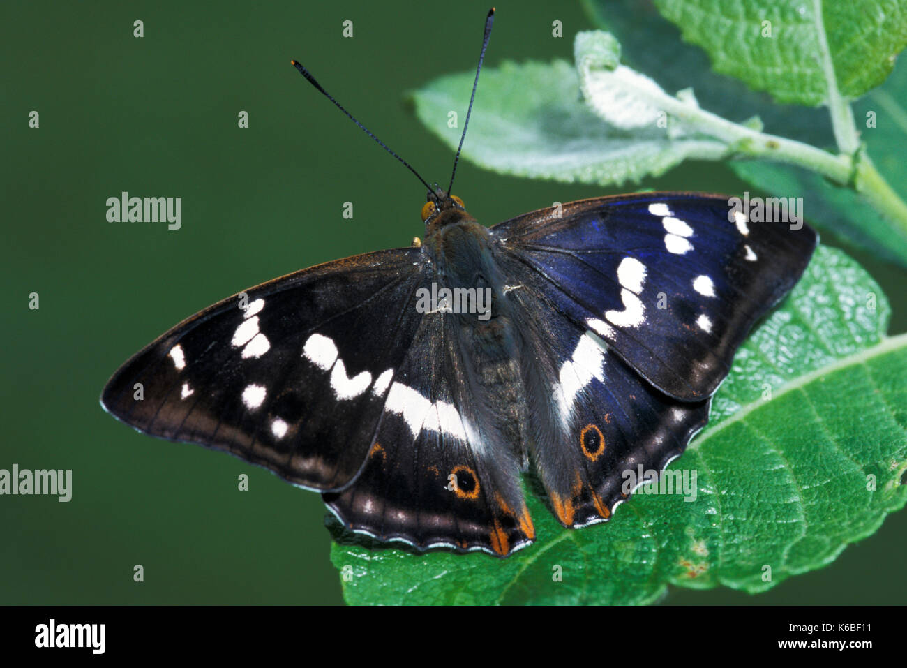 Viola imperatore butterfly, apatura iris, maschio, UK, adulto, alette aperte che mostra irridescent colore parafango e eye spot, blu Foto Stock