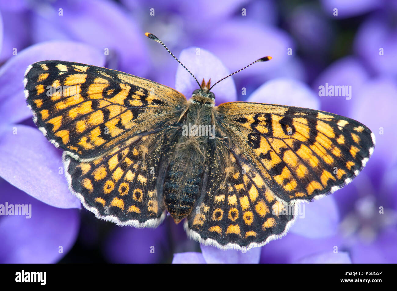 Glanville fritillary butterfly, melitaea cinxia, UK, nymphalidae, alette aperte sui fiori viola Foto Stock